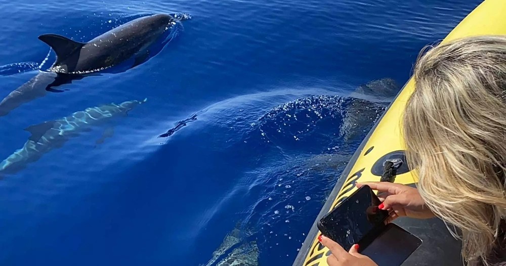 Whale and dolphin watching