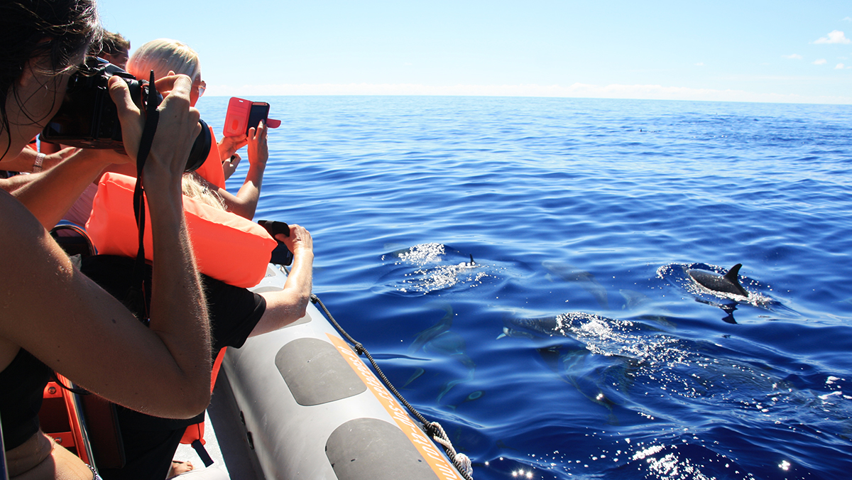 OBSERVAÇÃO DE CETÁCEOS